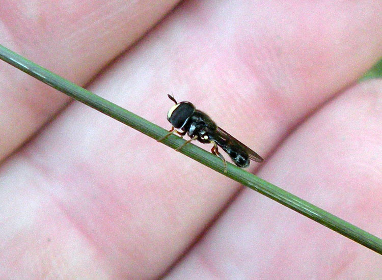 Syrphidae: Paragus sp